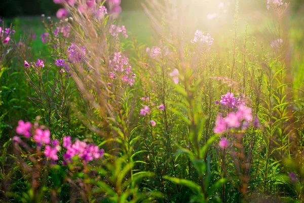 Růžové Květy Při Západu Slunce Zblízka Kvetoucí Venkovské Hřiště Letní — Stock fotografie