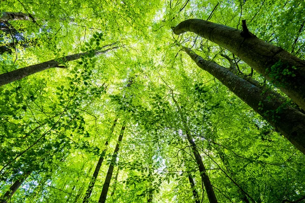 Paisaje Forestal Verano Bosque Haya Verde Árboles Primer Plano Alemania — Foto de Stock