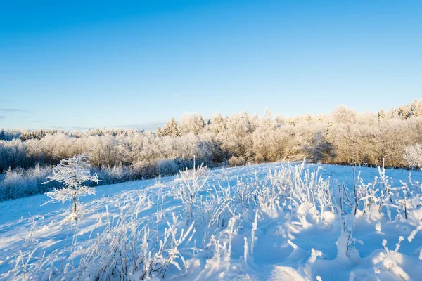 Una Vista Sul Bosco Una Collina Innevata Paesaggio Invernale Cielo — Foto Stock