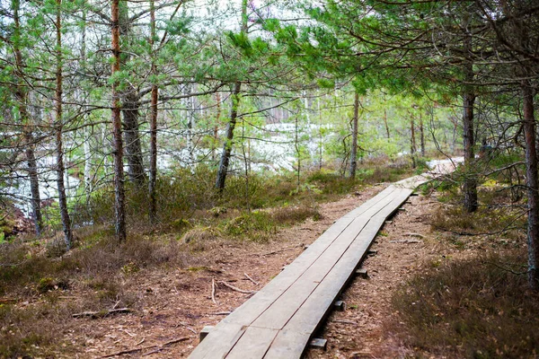 Passerella Legno Attraverso Foresta Betulle Una Giornata Invernale Nuvolosa Cenas — Foto Stock