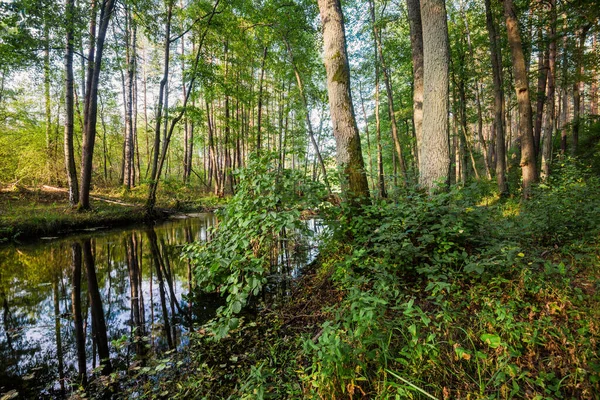 Malá Řeka Smíšeném Jehličnatém Lese Zblízka Stromy Mossy Úvahy Vodě — Stock fotografie