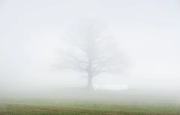 Krajina Prázdné Zelené Pole Silné Ranní Mlze Starý Dub Bez — Stock fotografie