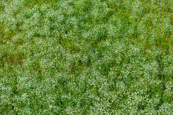 Vue Aérienne Champ Camomille Fleurs Herbe Verte Motif Floral Setomaa — Photo