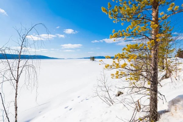 Panoramatický Výhled Zamrzlé Jezero Osamělé Stromy Zblízka Zasněžené Hory Jehličnatý — Stock fotografie