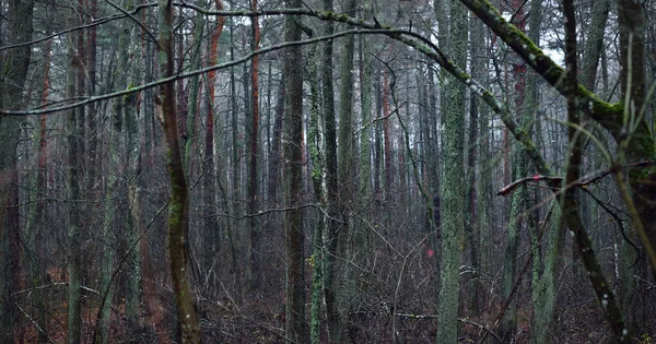 Escena Del Bosque Oscuro Día Lluvioso Otoño Pino Musgoso Abedules — Foto de Stock