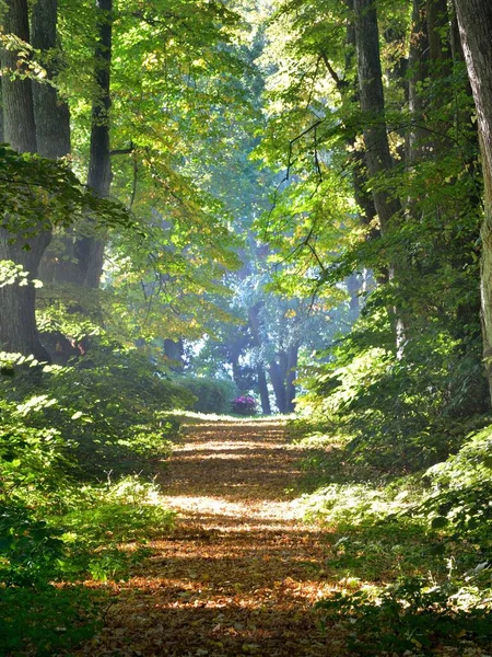 Тунель Односмугової Сільської Дороги Високі Зелені Дерева Сонячне Світло Крізь — стокове фото