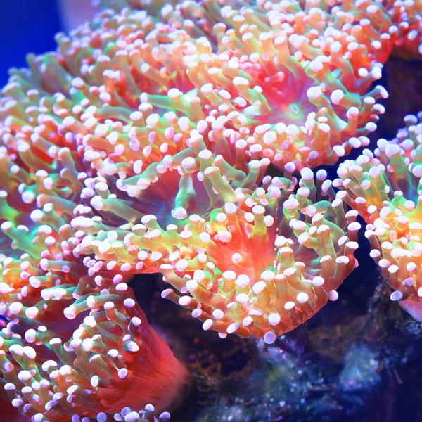 Sea Anemones Corals Marine Aquarium — Stock Photo, Image