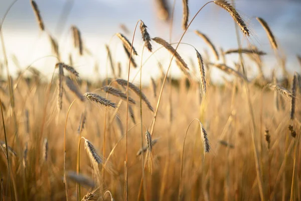 Mezőgazdasági Termőföld Naplementekor Textúra Közelkép Tiszta Arany Fény Lettország — Stock Fotó