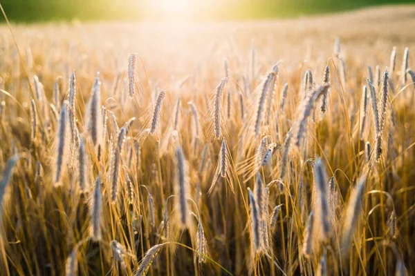 Landwirtschaftliche Getreidefelder Bei Sonnenuntergang Textur Und Nahsicht Goldenes Licht Pur — Stockfoto