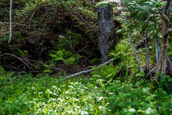 Widok Las Iglasty Mieszany Pobliżu Morza Bałtyckiego Stare Meczetowe Drzewa — Zdjęcie stockowe