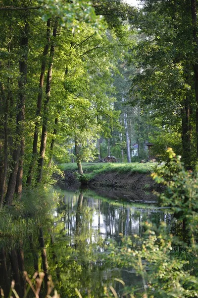 Swampy Forest River Green Trees Sunset Clear Summer Day Latvia — Stock Photo, Image