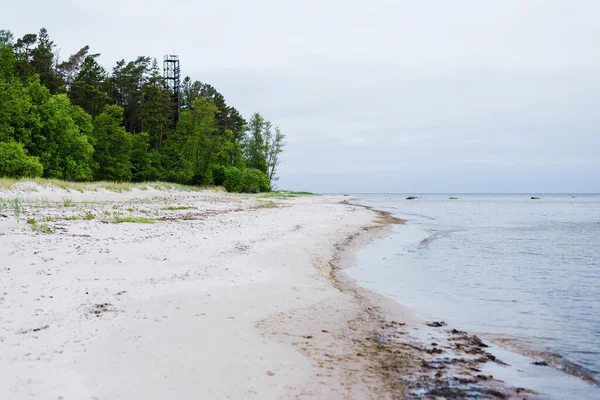 Widok Brzeg Morza Bałtyckiego Pochmurny Letni Dzień Zielona Trawa Sosny — Zdjęcie stockowe
