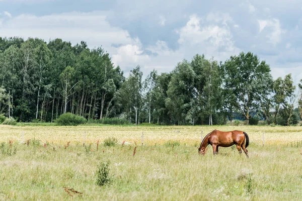 Paisagem Rural Verão Cavalos Campo Verde Dia Nublado Floresta Fundo — Fotografia de Stock