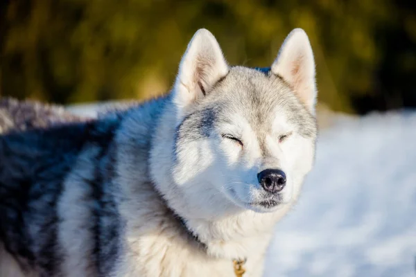 Husky Spaceruje Śniegu Słoneczny Zimowy Dzień Laponia Finlandia — Zdjęcie stockowe