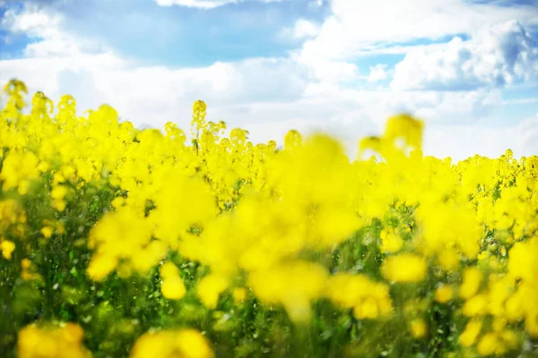 春の田園風景 晴れた日にバックグラウンドで開花菜種畑や森の景色 ラトビア — ストック写真