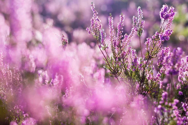 Suelo Del Bosque Flores Brezo Florecientes Una Neblina Matutina Seda — Foto de Stock