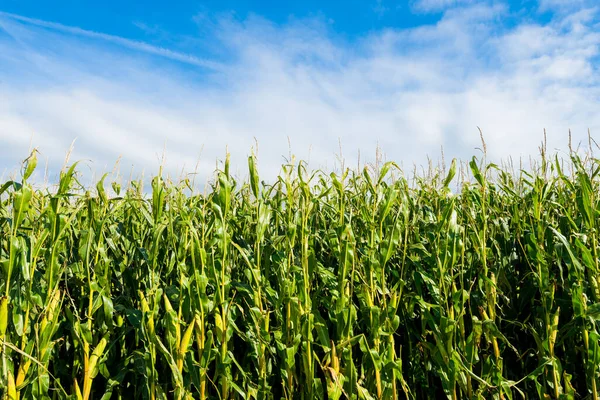 法国布列塔尼一个阳光灿烂的日子里 一片绿色的玉米地 晴朗的蓝天 环境保护主题 — 图库照片