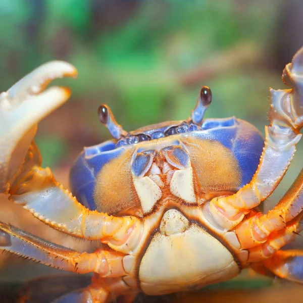 Kolorowy Krab Tęczowy Cardisoma Armatum Akwarium — Zdjęcie stockowe