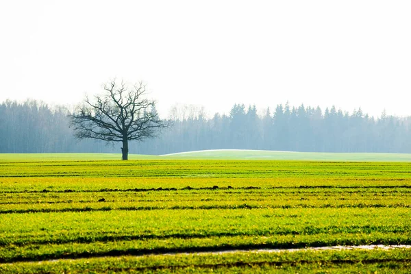 Зимний Пейзаж Вид Зеленое Сельскохозяйственное Поле Против Ясного Голубого Неба — стоковое фото