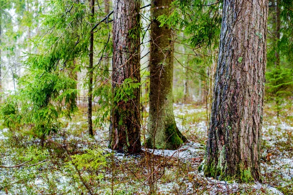 冬の田園風景 森の中の白い霧 松の木と純粋な朝の光 ドイツ — ストック写真