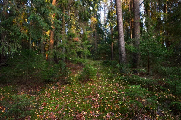 Herfst Landschap Donkere Bosscène Mossige Dennen Dennenbomen Bij Zonsondergang Gouden — Stockfoto