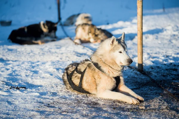 Husky Wandelen Spelen Sneeuw Een Heldere Zonnige Winterdag Lapland Finland — Stockfoto