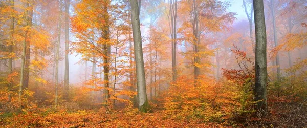 Geheimnisvoller Morgennebel Einem Wunderschönen Buchenwald Herbstbäume Mit Gelbem Und Orangenem — Stockfoto