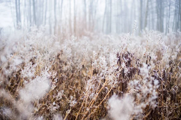 Paisagem Inverno Campo Manhã Enevoado Geada Neve Grama Letónia — Fotografia de Stock