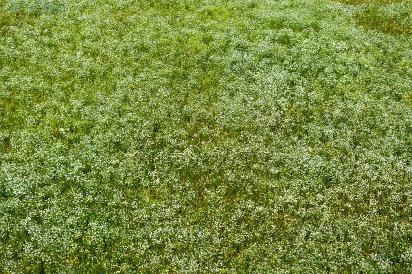 Flygfoto Det Blommande Kamomillfältet Grönt Gräs Blommönster Setomaa Estland — Stockfoto