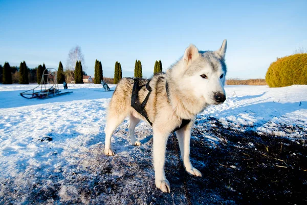 Husky Caminando Jugando Nieve Claro Día Soleado Invierno Laponia Finlandia —  Fotos de Stock
