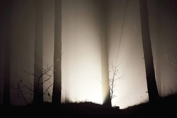 Cena Floresta Escura Raios Luz Através Das Silhuetas Dos Pinheiros — Fotografia de Stock