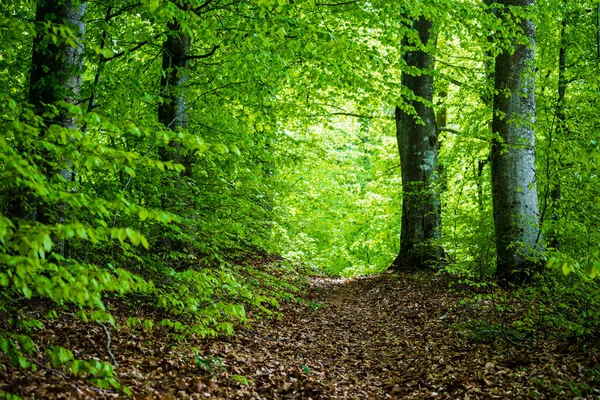 Sommarskogslandskap Grön Bokskog Träd Närbild Tyskland — Stockfoto