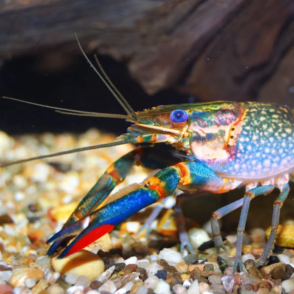 Colorful Australian Blue Crayfish Cherax Quadricarinatus Aquarium — Stock Photo, Image