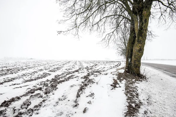Prázdná Polní Cesta Přes Zasněžená Pole Zamračený Zimní Den Lotyšsko — Stock fotografie