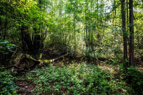 여름날입니다 Mossy Tree Close Latvia — 스톡 사진