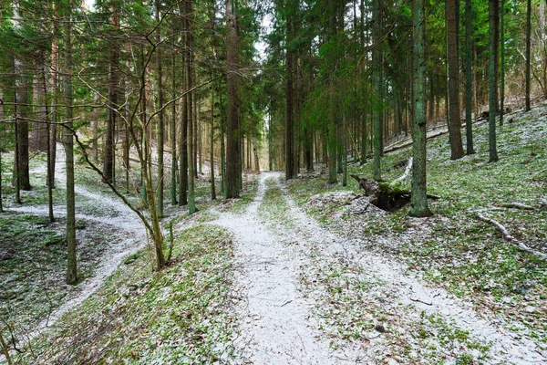 Caminho Através Das Colinas Cobertas Neve Uma Floresta Coníferas Mistas — Fotografia de Stock