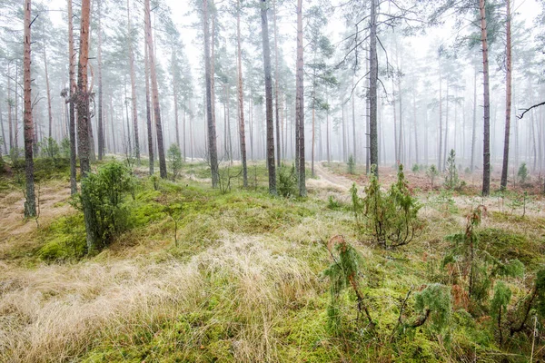 Paysage Forestier Brouillard Matinal Travers Les Pins Par Une Journée — Photo