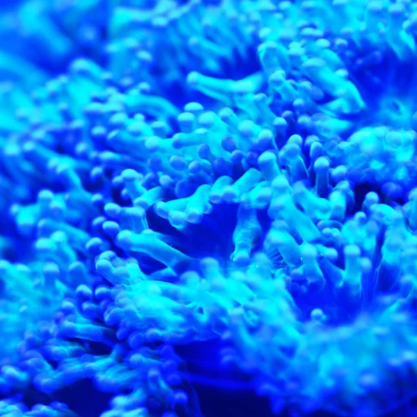 Sea Anemones Corals Marine Aquarium — Stock Photo, Image