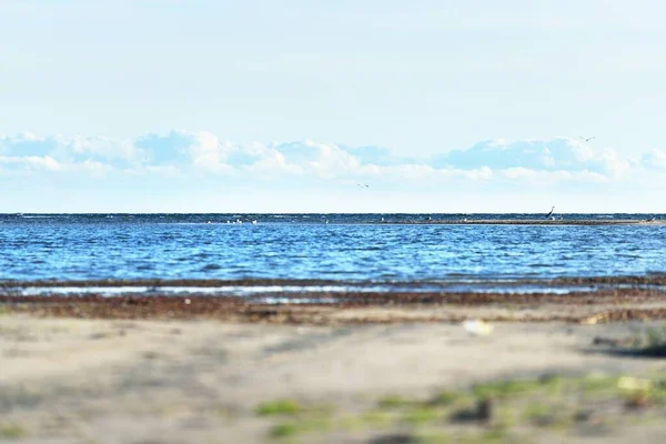 晴朗的夏日 波罗的海的一个空旷的海岸 背景中的海鸥多云的蓝天 爱沙尼亚Ruhnu岛 — 图库照片