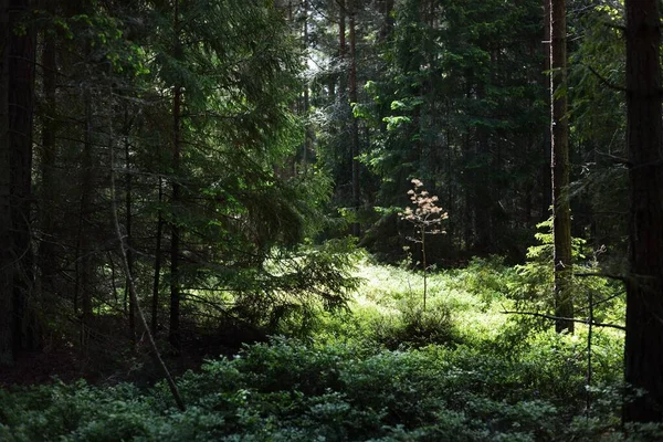 Grön Sommar Skog Scen Mossiga Gamla Träd Stenar Och Ormbunkar — Stockfoto