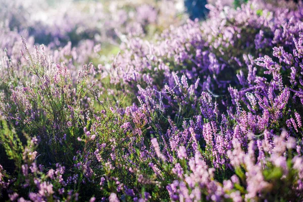 Buongiorno Nella Foresta Primo Piano Heather Che Sboccia Lettonia — Foto Stock