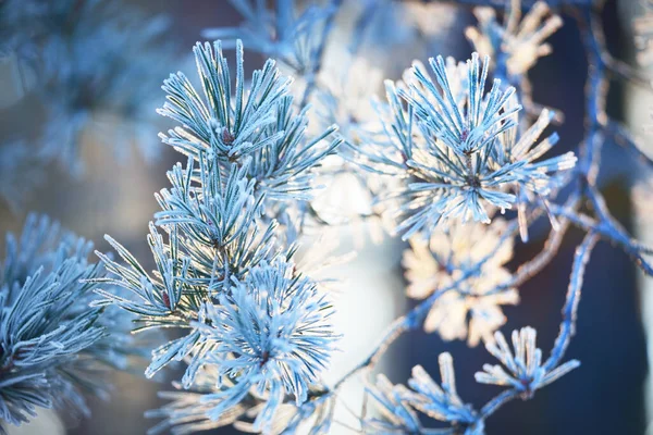 눈덮인 나무들과 아름다운 파라오가 닫았습니다 라플란드 — 스톡 사진
