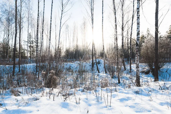 吹雪の後の晴れた冬の日に若い霜の白樺の木 雪の結晶だ 旧市街公園の雪に覆われた丘 ラトビアのウルブロカ 環境保全 レクリエーションのテーマ — ストック写真