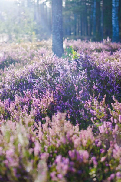 Лесное Дно Цветущих Вересковых Цветов Утреннем Тумане Крупным Планом Латвия — стоковое фото