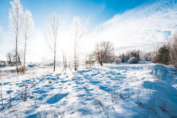 Unga Frostiga Björkar Solig Vinterdag Efter Snöstorm Fallande Snöflingor Snötäckta — Stockfoto