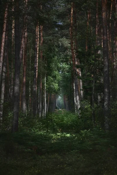 Letní Krajina Borový Les Dešti Stromy Mech Kapradí Zblízka — Stock fotografie