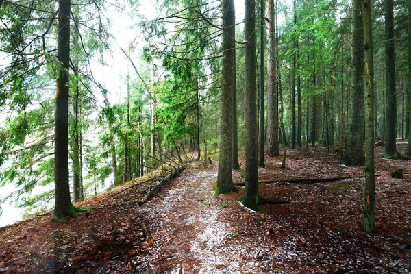 Parcours Travers Les Collines Enneigées Mystérieuse Forêt Mixte Conifères Pin — Photo