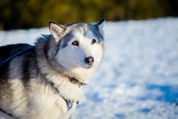 Açık Güneşli Bir Kış Gününde Husky Karda Yürüyor Laponya Finlandiya — Stok fotoğraf