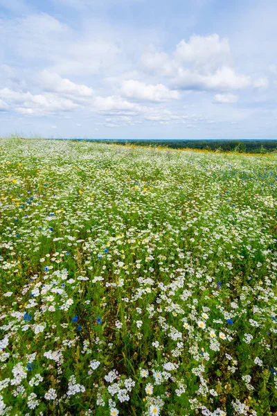 Divoké Květiny Zblízka Panoramatický Pohled Kvetoucí Heřmánkové Pole Zatažená Modrá — Stock fotografie