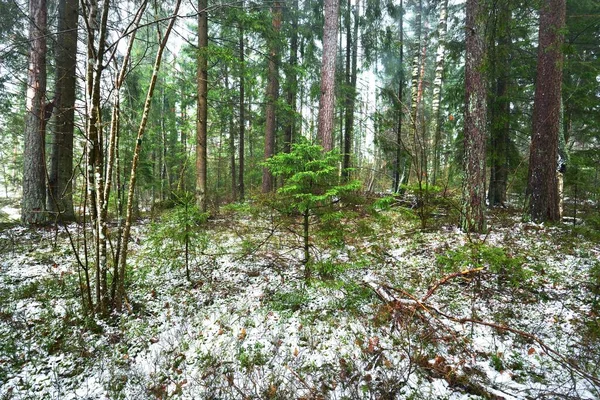 Caminho Através Floresta Perene Misteriosa Coberta Neve Pinheiro Abeto Abeto — Fotografia de Stock